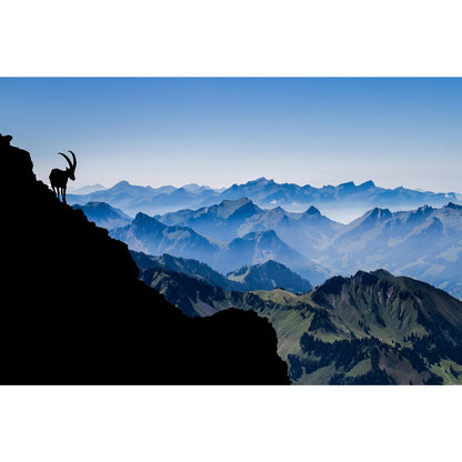 Acrylglasbild - Steinbock-Silhouette über dem Alpenpanorama