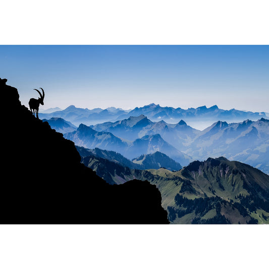 Acrylglasbild - Steinbock-Silhouette über dem Alpenpanorama