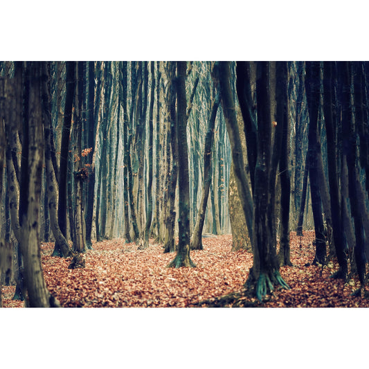 Acrylglasbild - Dichter Herbstwald mit Laubboden