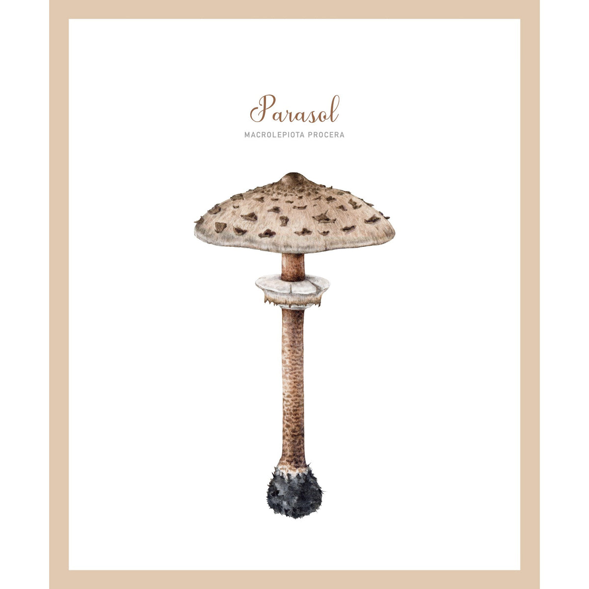 Rahmenbild - Parasol Pilz Vintage Zeichnung
