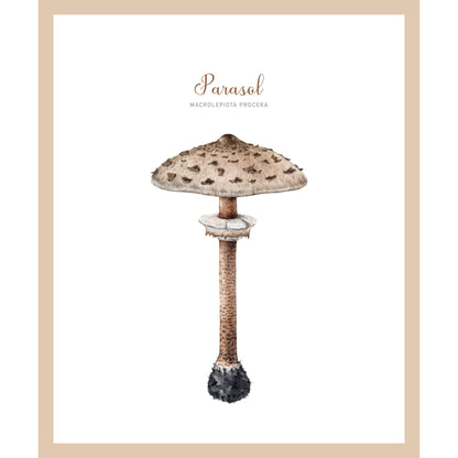 Rahmenbild - Parasol Pilz Vintage Zeichnung