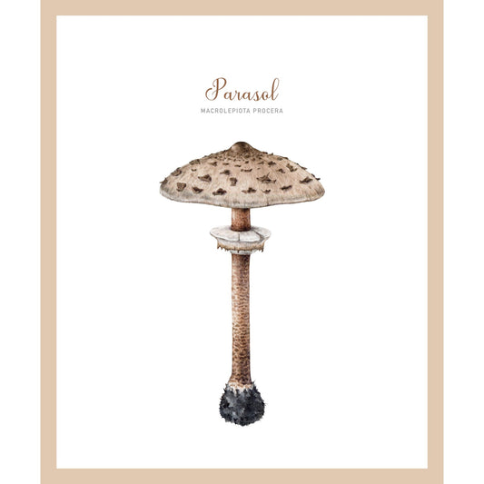 Rahmenbild - Parasol Pilz Vintage Zeichnung