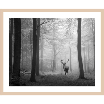 Rahmenbild - Hirsch auf Waldlichtung Monochrom
