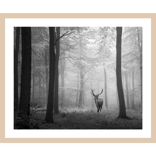 Rahmenbild - Hirsch auf Waldlichtung Monochrom